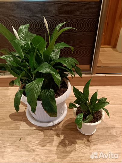 Спатифиллум