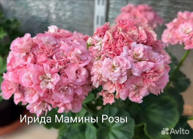 Филoдендpон Maска вapиeгaнтная - купить в Новосибирске, цена 1 500 руб., продано