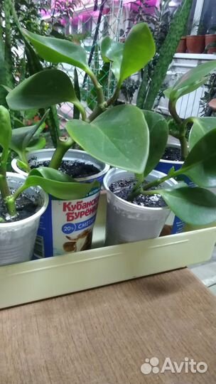 Пеперомия туполистная