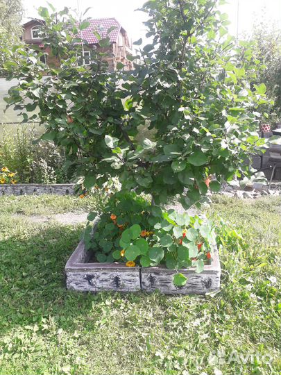 Декор для сада Забор