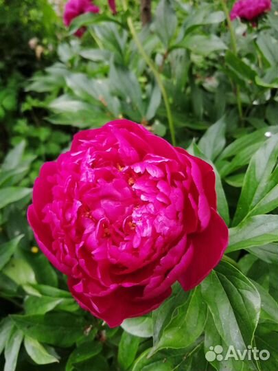 Корни пиона средне позднего долго цветет