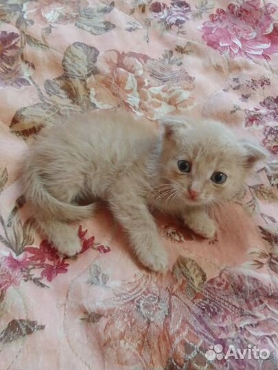 Вислоухий кот в добрые руки