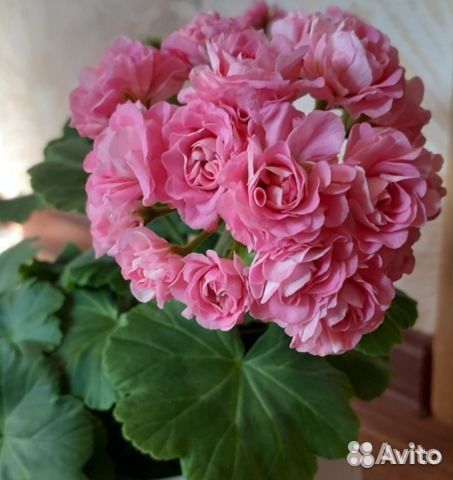 Пеларгония сортовая