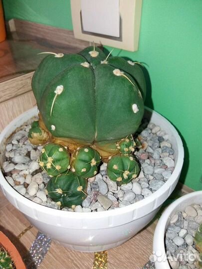 Кактус Гимнокалициум Horstii