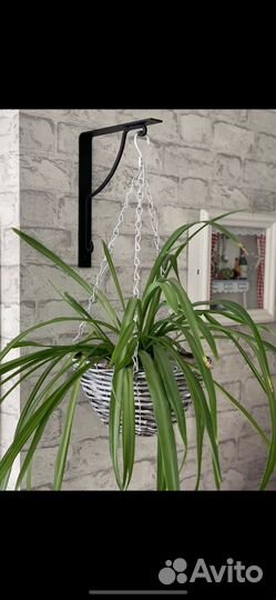 Хлорофитум