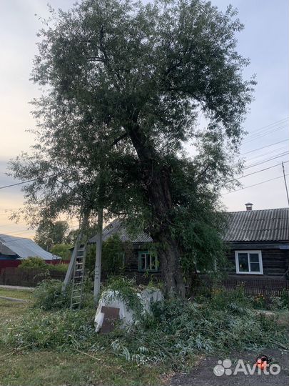 Спилить дерево