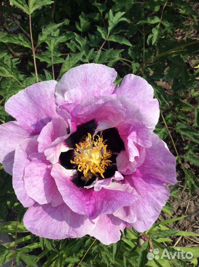 Пион Рока Врата храма, древовидный саженцы