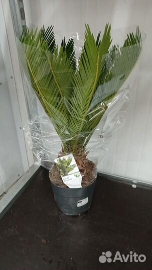 Пальма цикас революта