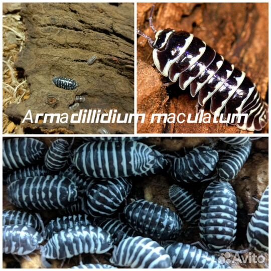 Мокрицы:porcellionides pruinosus orange И другие