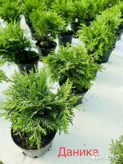 Туя смарагд