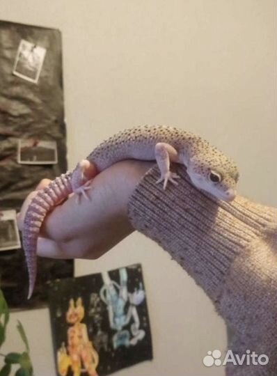 Эублефар с террариумом,кормом и т.д