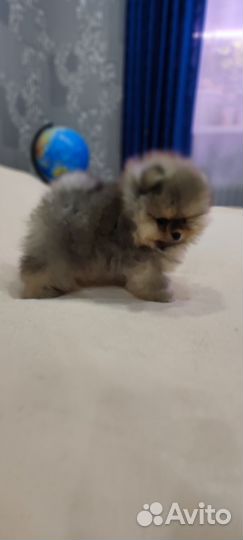 Щенки шпица