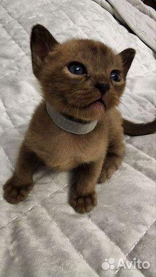 Соболиные девочки котята европейской Бурмы