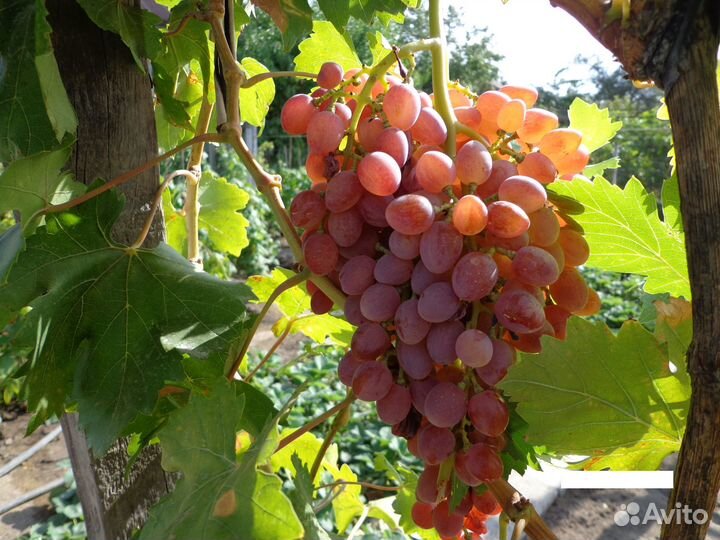 Саженцы винограда: 4 сорта (смотрите описание)