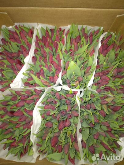 Тюльпаны к 8 марта оптом от 100 штук