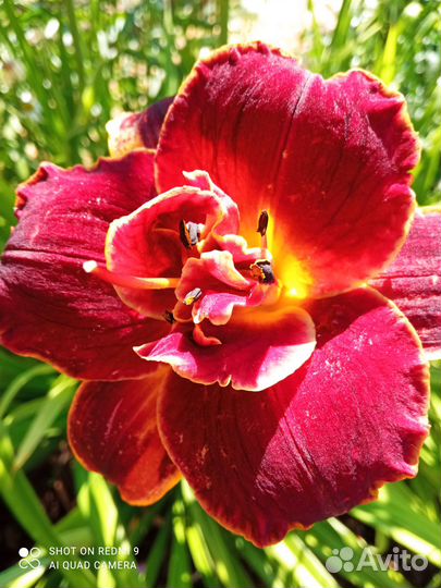 Садовые цветы и растения