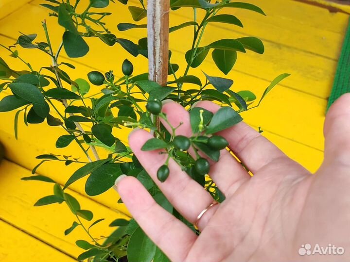 Мурайя метельчатая