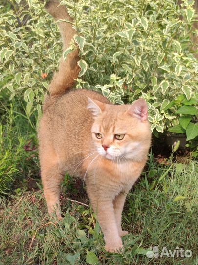 Шотландский котик