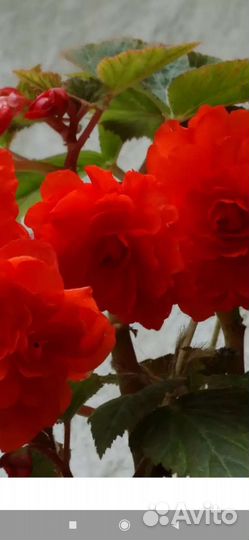 Комнатные цветы кислица,бегония красная махровая