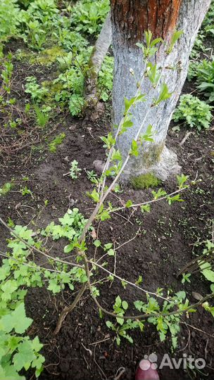 Саженцы вишни