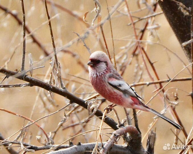 Певчие птицы репелов