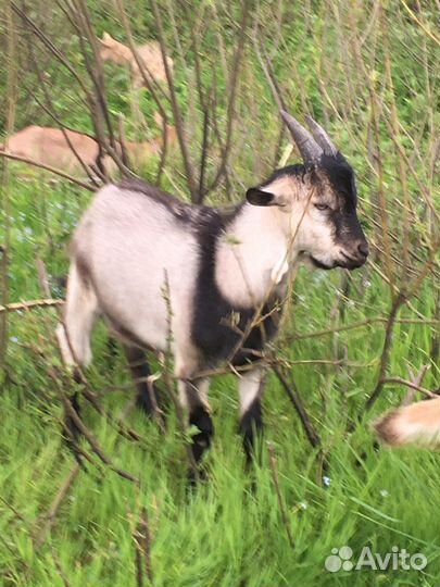 Козочки и козлята