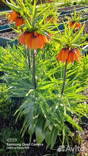 Цветы рябчики