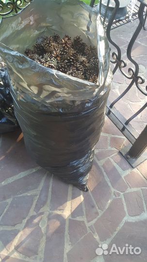 Шишки сосновые и веймутовы продаю