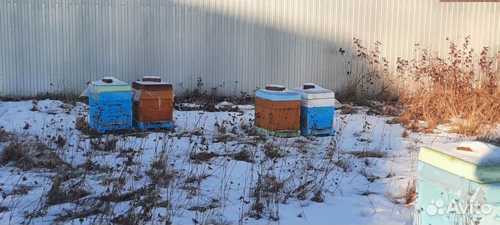 Продам пчел с ульями