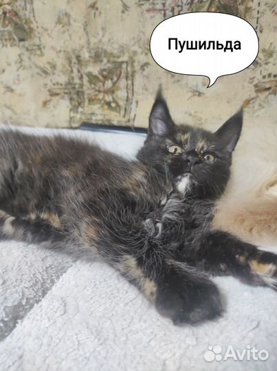 Котята породы Мейн-кун с родословной и метрикой