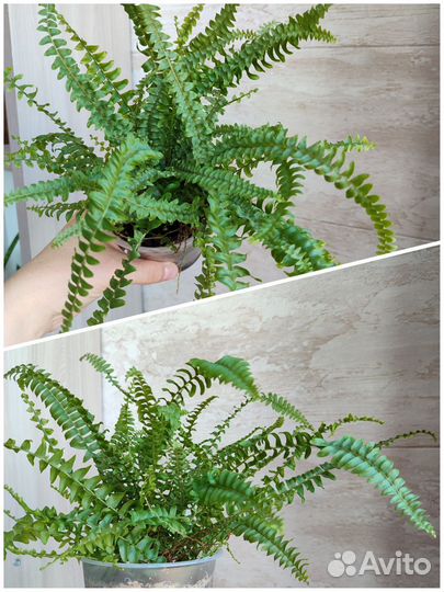 Комнатные растения