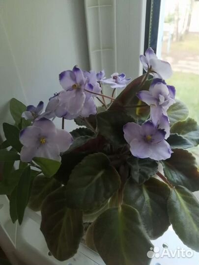 Комнатные растения