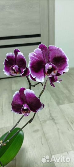Орхидея фаленопсис