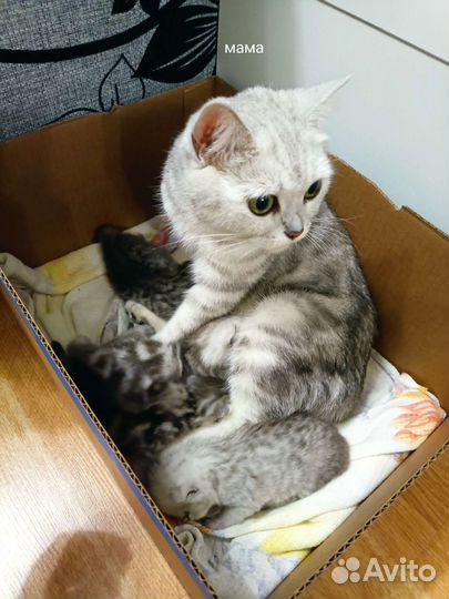 Кошки шотландцы