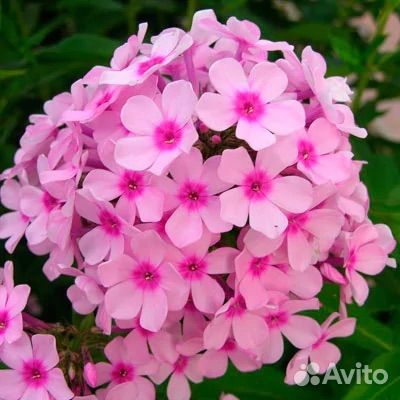 Флоксы Бейби Фейс и Даниэль