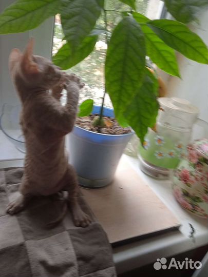 Канадский сфинкс, котик