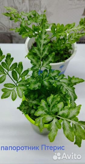 Папоротник