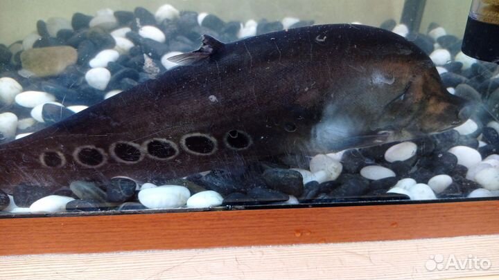 Индийский нож