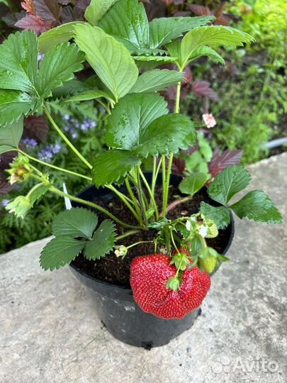 Саженцы клубники