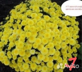 Мультифлора хризантема