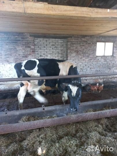 Продам 4-х бычков высшей упитанности