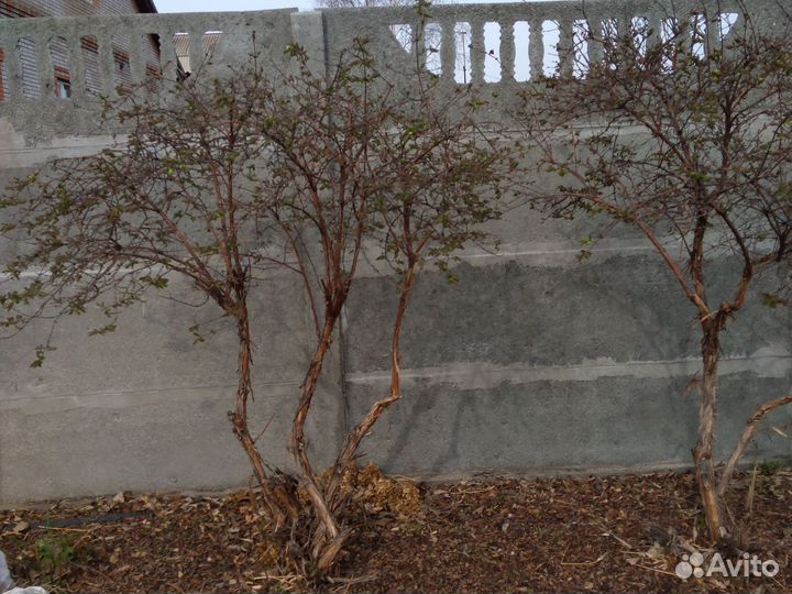 Трехлетние саженцы жимолости бакчарский великан