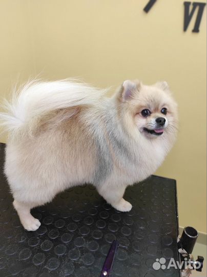 Грумер стрижка кошек и собак