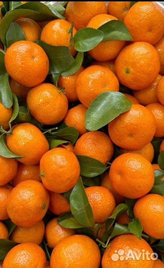 Мандарины оптом