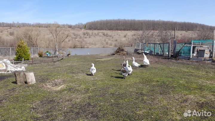 Инкубационное яйцо гусиное