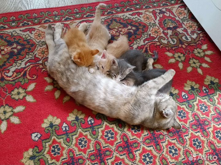 Коты бесплатно
