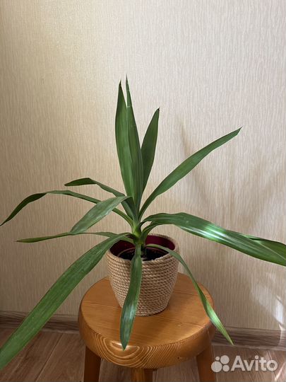 Пальма Юкка и рео