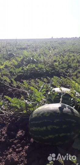 Арбузы каристан