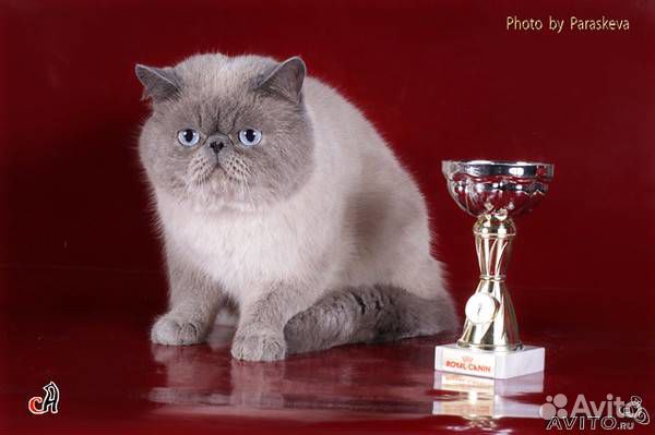 Котята шоу класс