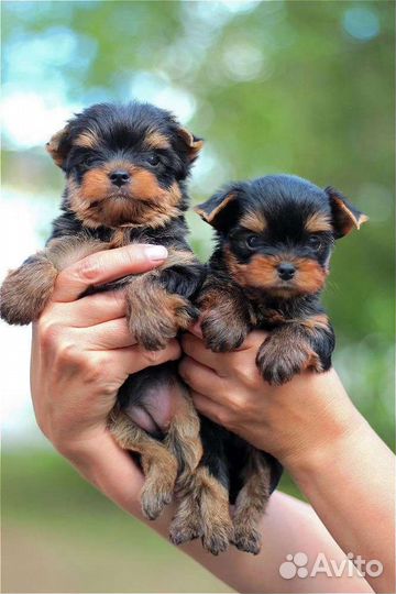 Крохотные щеночки